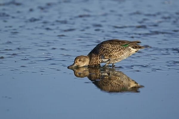 Common Teal (Anas crecca) adult male, in eclipse plumage, feeding in shallows, Minsmere RSPB Reserve, Suffolk, England, september
