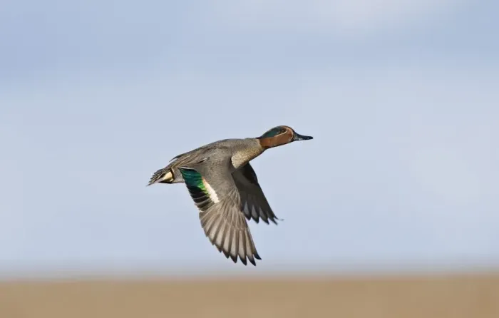 Framed Print : Common Teal (Anas crecca) adult male, in flight, Salthouse, Norfolk, England, winter Framed Print : Common Teal (Anas crecca) adult male, in flight, Salthouse, Norfolk, England, winter
