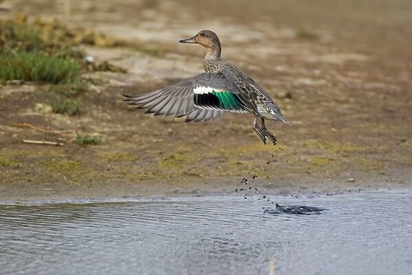 Common Teal (Anas crecca) adult male, in eclipse plumage, in flight, taking off from water, Minsmere RSPB Reserve, Suffolk, England, september