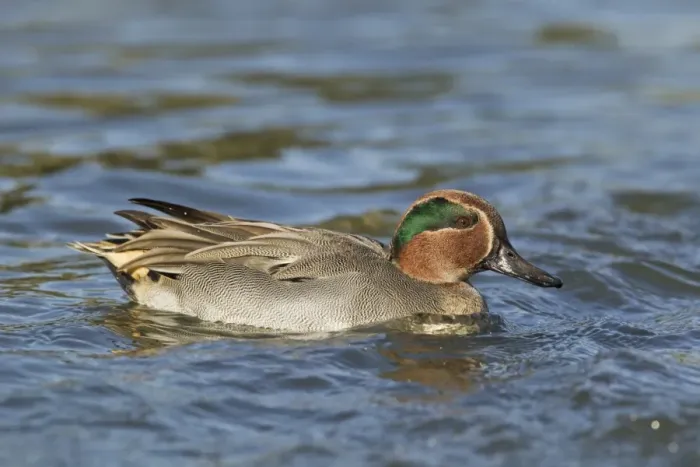 Framed Print : Common Teal (Anas crecca) adult male, swimming, Norfolk, England, october Framed Print : Common Teal (Anas crecca) adult male, swimming, Norfolk, England, october
