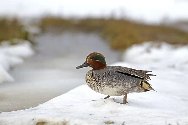 Common Teal (Anas crecca) adult male, standing on snow, Norfolk, England, february