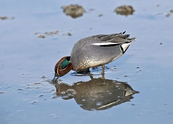 Common Teal (Anas crecca) adult male, feeding in shallow water, Chichester Harbour, West Sussex, England, march