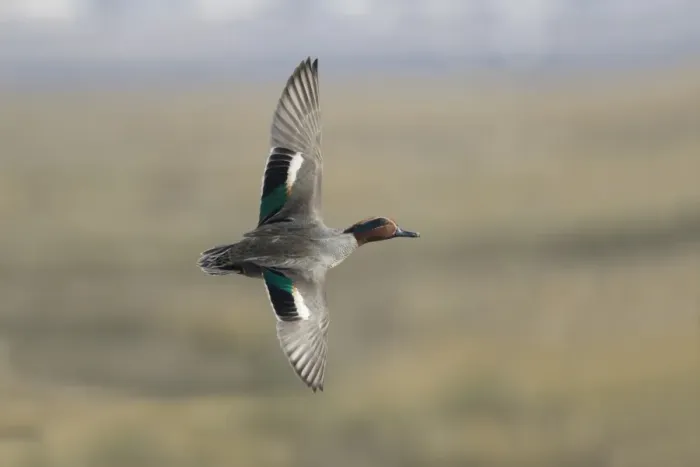 Framed Print : Common Teal (Anas crecca) adult male, in flight, Essex, England, March Framed Print : Common Teal (Anas crecca) adult male, in flight, Essex, England, March