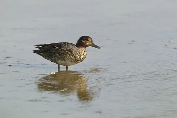 Common Teal (Anas crecca) adult male, eclipse plumage, standing in shallow water, Minsmere RSPB Reserve, Suffolk