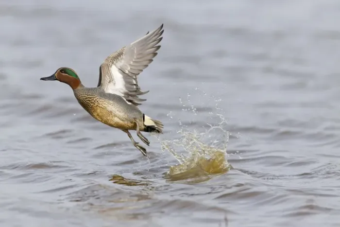 Framed Print : Common Teal (Anas crecca) adult male, in flight, taking off from water, Suffolk, England, March Framed Print : Common Teal (Anas crecca) adult male, in flight, taking off from water, Suffolk, England, March