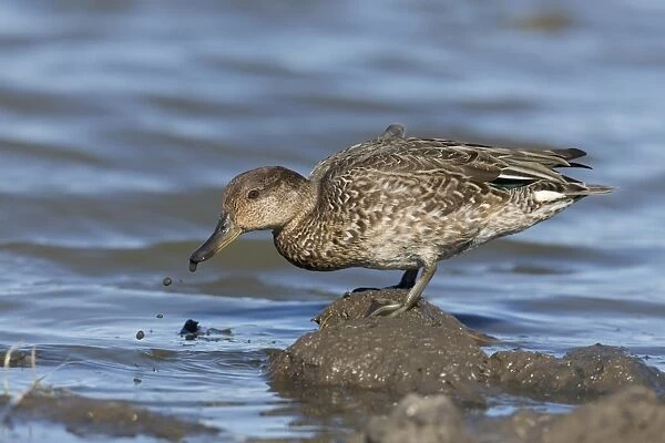 Common Teal (Anas crecca) adult male, eclipse plumage, feeding, standing on mud at edge of water, Suffolk, England