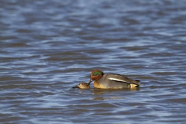 Common Teal (Anas crecca) adult pair, mating on water, Norfolk, England, January