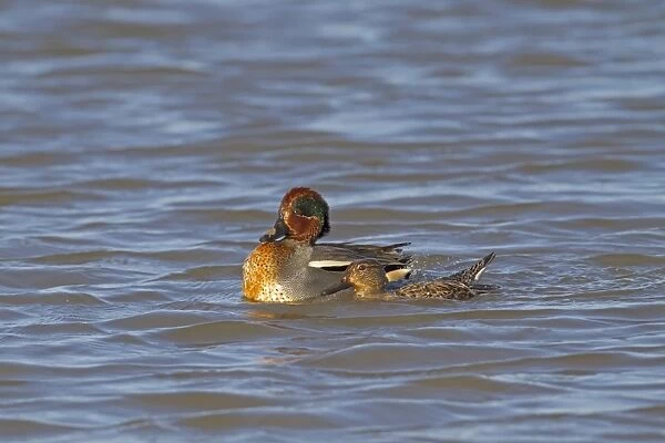 Common Teal (Anas crecca) adult pair, post mating position on water, Norfolk, England, January