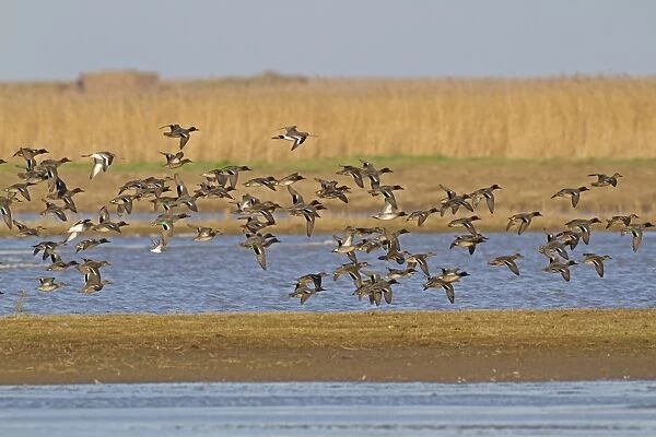 Common Teal (Anas crecca) flock, in flight over coastal wetland habitat, Cley Marshes Reserve, Cley-next-the-sea