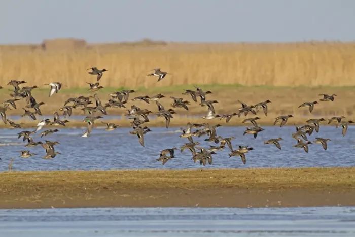 Framed Print : Common Teal (Anas crecca) flock, in flight over coastal wetland habitat, Cley Marshes Reserve, Cley-next-the-sea Framed Print : Common Teal (Anas crecca) flock, in flight over coastal wetland habitat, Cley Marshes Reserve, Cley-next-the-sea