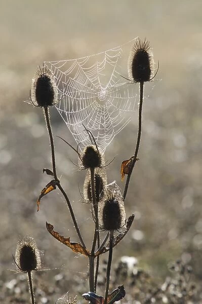 Common Teasel (Dipsacus fullonum) backlit seedheads, with dew covered orb web in mist at dawn
