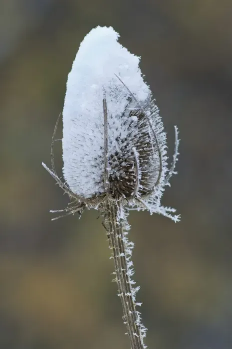 Framed Print : Common Teasel (Dipsacus fullonum) close-up of seedhead, covered with snow, Kent, England, december Framed Print : Common Teasel (Dipsacus fullonum) close-up of seedhead, covered with snow, Kent, England, december