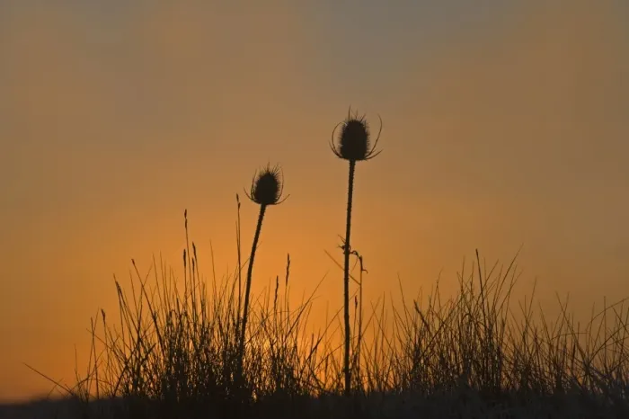 Framed Print : Common Teasel (Dipsacus fullonum) seedheads, silhouetted at dawn, Snettisham RSPB Reserve, Norfolk, England, winter Framed Print : Common Teasel (Dipsacus fullonum) seedheads, silhouetted at dawn, Snettisham RSPB Reserve, Norfolk, England, winter