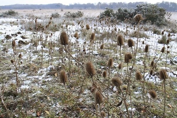 Common Teasel (Dipsacus fullonum) seedheads, in snow covered river valley fen, Redgrave and Lopham Fen N. N. R