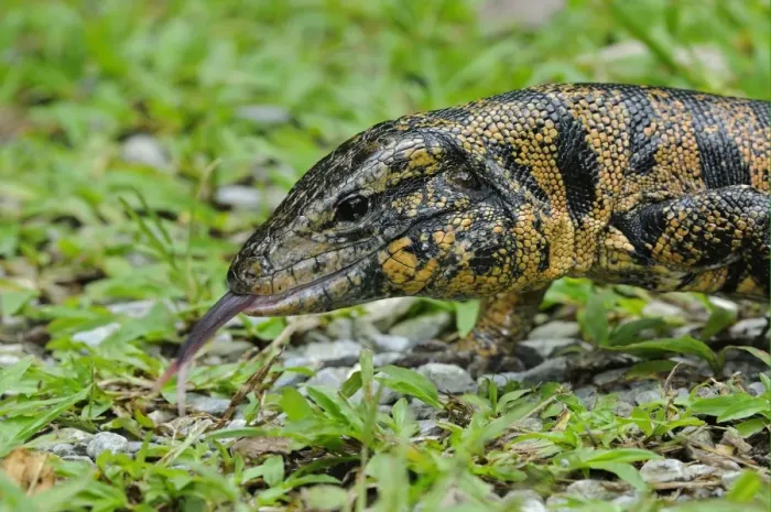 Framed Print : Common Tegu (Tupinambis teguixin) adult, close-up of head, flicking forked tongue, Trinidad, Trinidad and Tobago