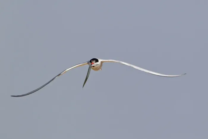 Framed Print : Common Tern (Sterna hirundo) adult, in flight, with sandeel in beak, Minsmere RSPB Reserve, Suffolk, England, july Framed Print : Common Tern (Sterna hirundo) adult, in flight, with sandeel in beak, Minsmere RSPB Reserve, Suffolk, England, july
