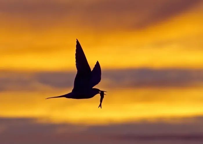 Framed Print : Common Tern (Sterna hirundo) adult, in flight with fish in beak, silhouetted at sunset, Finland, july Framed Print : Common Tern (Sterna hirundo) adult, in flight with fish in beak, silhouetted at sunset, Finland, july