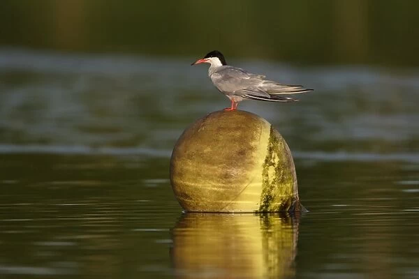 Common Tern (Sterna hirundo) adult, breeding plumage, standing on buoy, Whitlingham Country Park, River Yare