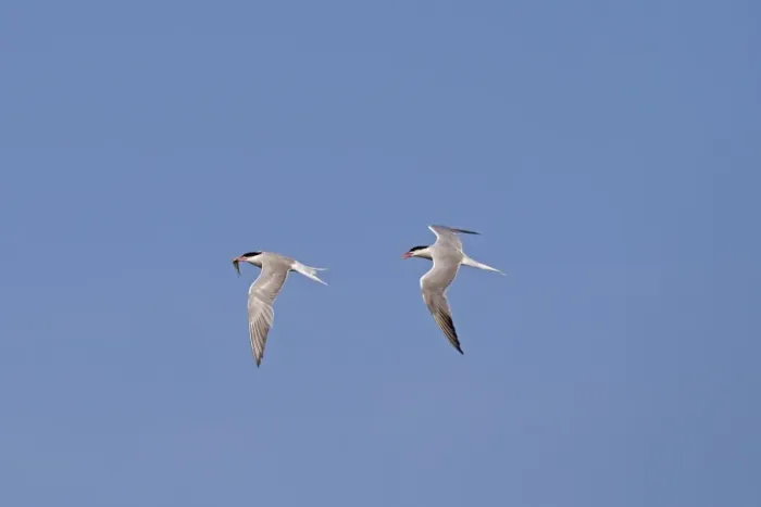 Framed Print : Common Tern (Sterna hirundo) adult pair, breeding plumage, in flight, one pursuing mate with fish Framed Print : Common Tern (Sterna hirundo) adult pair, breeding plumage, in flight, one pursuing mate with fish