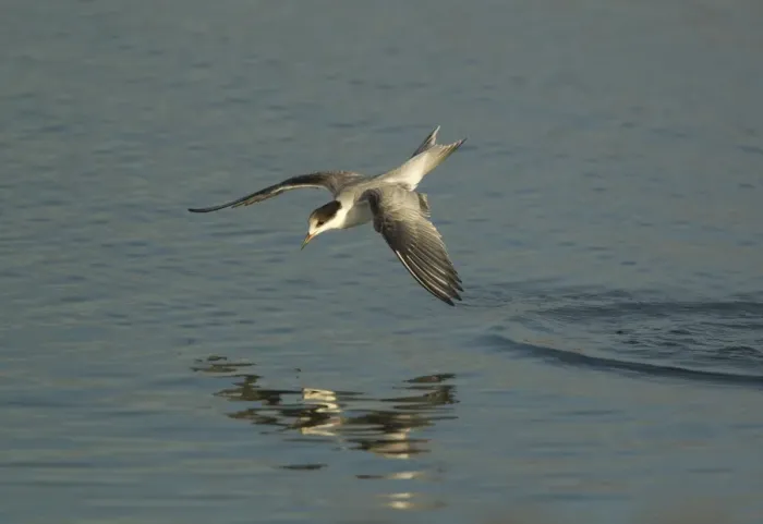 Framed Print : Common Tern (Sterna hirundo) immature, in flight, fishing, Norfolk, England, august Framed Print : Common Tern (Sterna hirundo) immature, in flight, fishing, Norfolk, England, august