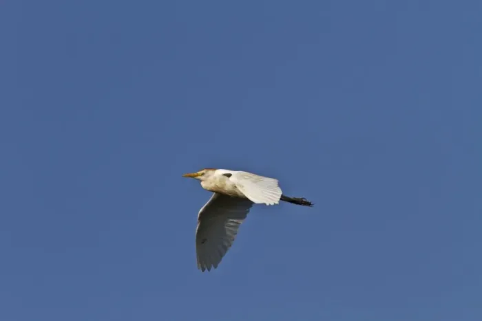 Framed Print : Common Tern (Sterna hirundo) immature, first winter plumage, in flight, Rincon de Cobo, Buenos Aires Province Framed Print : Common Tern (Sterna hirundo) immature, first winter plumage, in flight, Rincon de Cobo, Buenos Aires Province