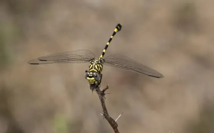 Framed Print : Common Tigertail (Ictinogomphus ferox) adult, resting on twig, Kruger N. P Framed Print : Common Tigertail (Ictinogomphus ferox) adult, resting on twig, Kruger N. P