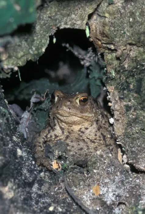 Framed Print : Common Toad (Bufo bufo) Framed Print : Common Toad (Bufo bufo)