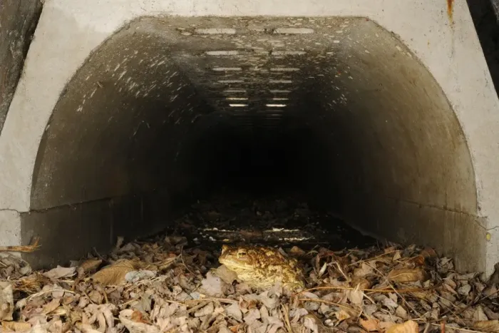Framed Print : Common Toad (Bufo bufo) adult, crossing road in underground tunnel acting as wildlife corridor used during migration to