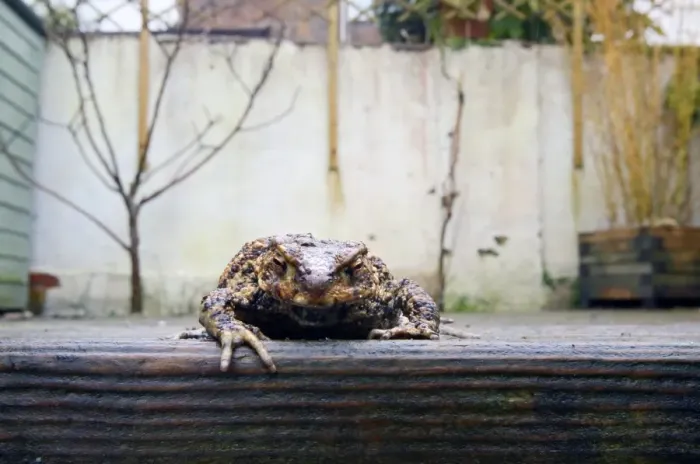Framed Print : Common Toad (Bufo bufo) adult, emerging from hibernation, on wet wooden decking in garden, Sussex, England, March