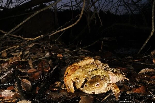 Common Toad (Bufo bufo) adult female, attempting to escape from two males, in amplexus during breeding season, Italy
