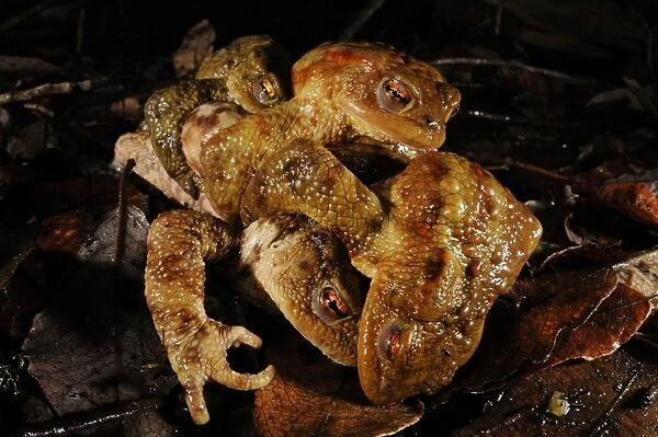 Common Toad (Bufo bufo) adult female with three males, in amplexus mating ball during breeding season, Italy, march