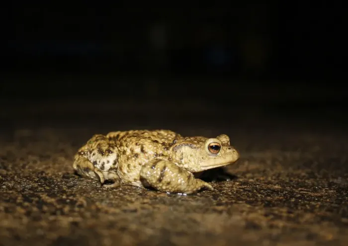 Framed Print : Common Toad (Bufo bufo) adult, foraging on garden patio after rainfall at night, Bacton, Suffolk, England, october Framed Print : Common Toad (Bufo bufo) adult, foraging on garden patio after rainfall at night, Bacton, Suffolk, England, october