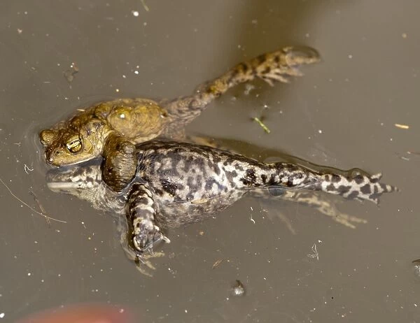 Common Toad (Bufo bufo) adult male, attempting to mate with dead female, drowned during mating ball, in farm pond, Chipping, Lancashire, England, march