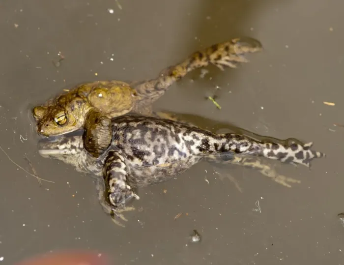 Framed Print : Common Toad (Bufo bufo) adult male, attempting to mate with dead female, drowned during mating ball, in farm pond, Chipping, Lancashire, England, march