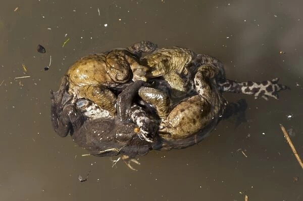 Common Toad (Bufo bufo) adult males, group attempting to mate with dead female, drowned during mating ball