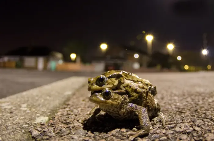 Framed Print : Common Toad (Bufo bufo) adult pair, in amplexus, crossing city road at night, Nottingham, Nottinghamshire, England Framed Print : Common Toad (Bufo bufo) adult pair, in amplexus, crossing city road at night, Nottingham, Nottinghamshire, England