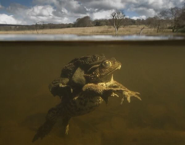 Common Toad (Bufo bufo) adult pair, in amplexus, swimming underwater, Derbyshire, England, April
