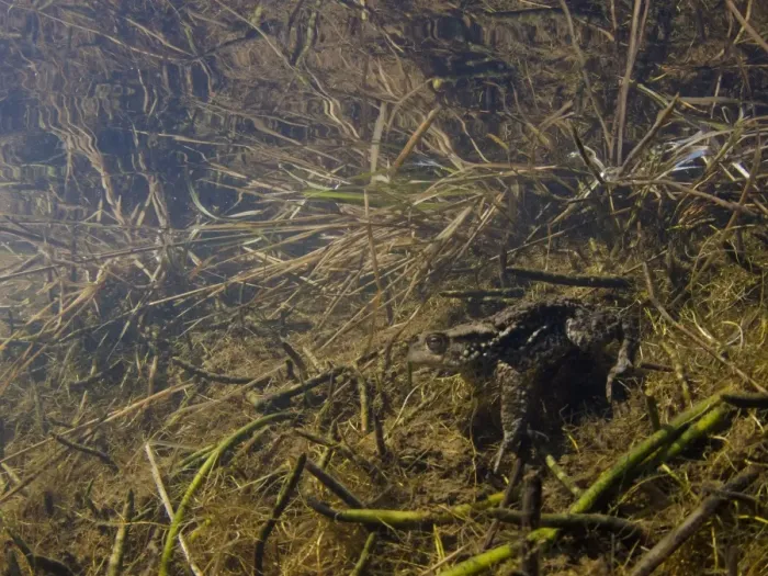 Framed Print : Common Toad (Bufo bufo) adult, resting underwater at edge of pond habitat, Devon, England, April