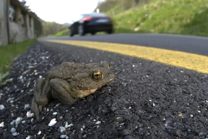 Framed Print : Common Toad (Bufo bufo) adult, on road with passing car whilst trying to reach breeding site, Northern Italy, april Framed Print : Common Toad (Bufo bufo) adult, on road with passing car whilst trying to reach breeding site, Northern Italy, april