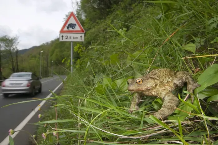 Framed Print : Common Toad (Bufo bufo) adult, sitting on bank beside road with toad crossing sign and passing car, Italy, april Framed Print : Common Toad (Bufo bufo) adult, sitting on bank beside road with toad crossing sign and passing car, Italy, april