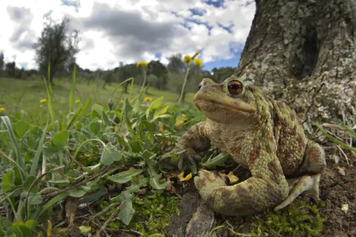 Framed Print : Common Toad (Bufo bufo) adult, sitting at base of tree in habitat, Italy, april