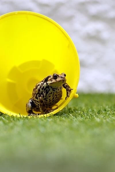 Common Toad (Bufo bufo) adult, sitting in childs yellow plastic bucket on artificial turf in garden, Sussex, England