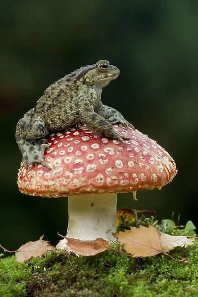Common Toad (Bufo bufo) adult, sitting on Fly Agaric (Amanita muscaria) fruiting body, Peak District, Derbyshire, England, november