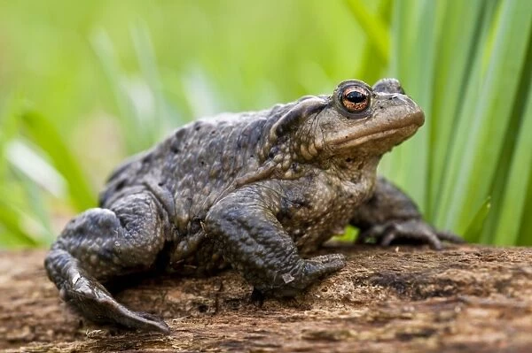 Common Toad (Bufo bufo) adult, sitting on log, Lesnes Abbey Woods, Bexley, Kent, England, march