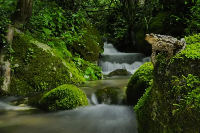Framed Print : Common Toad (Bufo bufo) adult, sitting on moss covered rock beside woodland stream habitat, Italy, june