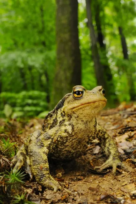 Framed Print : Common Toad (Bufo bufo) adult, sitting on mud in woodland habitat, Italy, june Framed Print : Common Toad (Bufo bufo) adult, sitting on mud in woodland habitat, Italy, june
