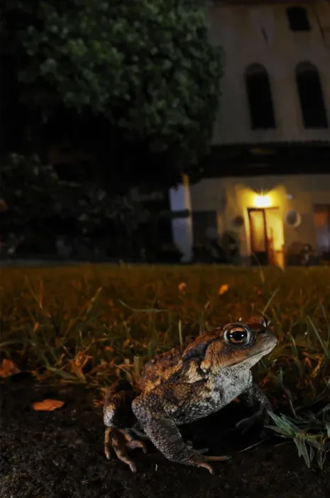 Framed Print : Common Toad (Bufo bufo) adult, sitting near house at night, Italy, june Framed Print : Common Toad (Bufo bufo) adult, sitting near house at night, Italy, june