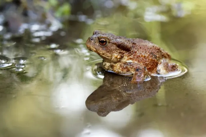 Framed Print : Common Toad (Bufo bufo) adult, sitting in shallow water, Warwickshire, England, August Framed Print : Common Toad (Bufo bufo) adult, sitting in shallow water, Warwickshire, England, August
