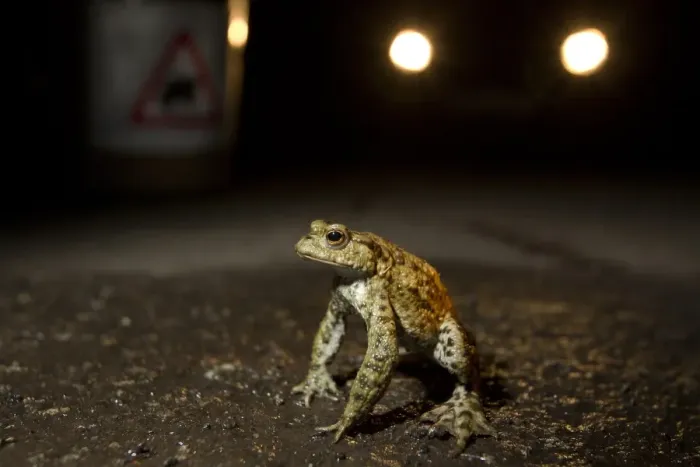 Framed Print : Common Toad (Bufo bufo) adult, at toad crossing on road at night, Sheffield, South Yorkshire, England, april Framed Print : Common Toad (Bufo bufo) adult, at toad crossing on road at night, Sheffield, South Yorkshire, England, april