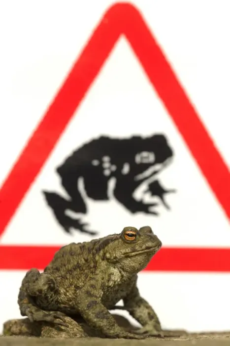 Framed Print : Common Toad (Bufo bufo) adult, with toad crossing sign in background, Sheffield, South Yorkshire, England, april